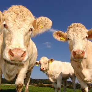 cows-1029077_1920
