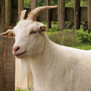 goat-1418643_1920