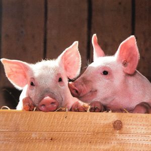 pigs-1507208_1280